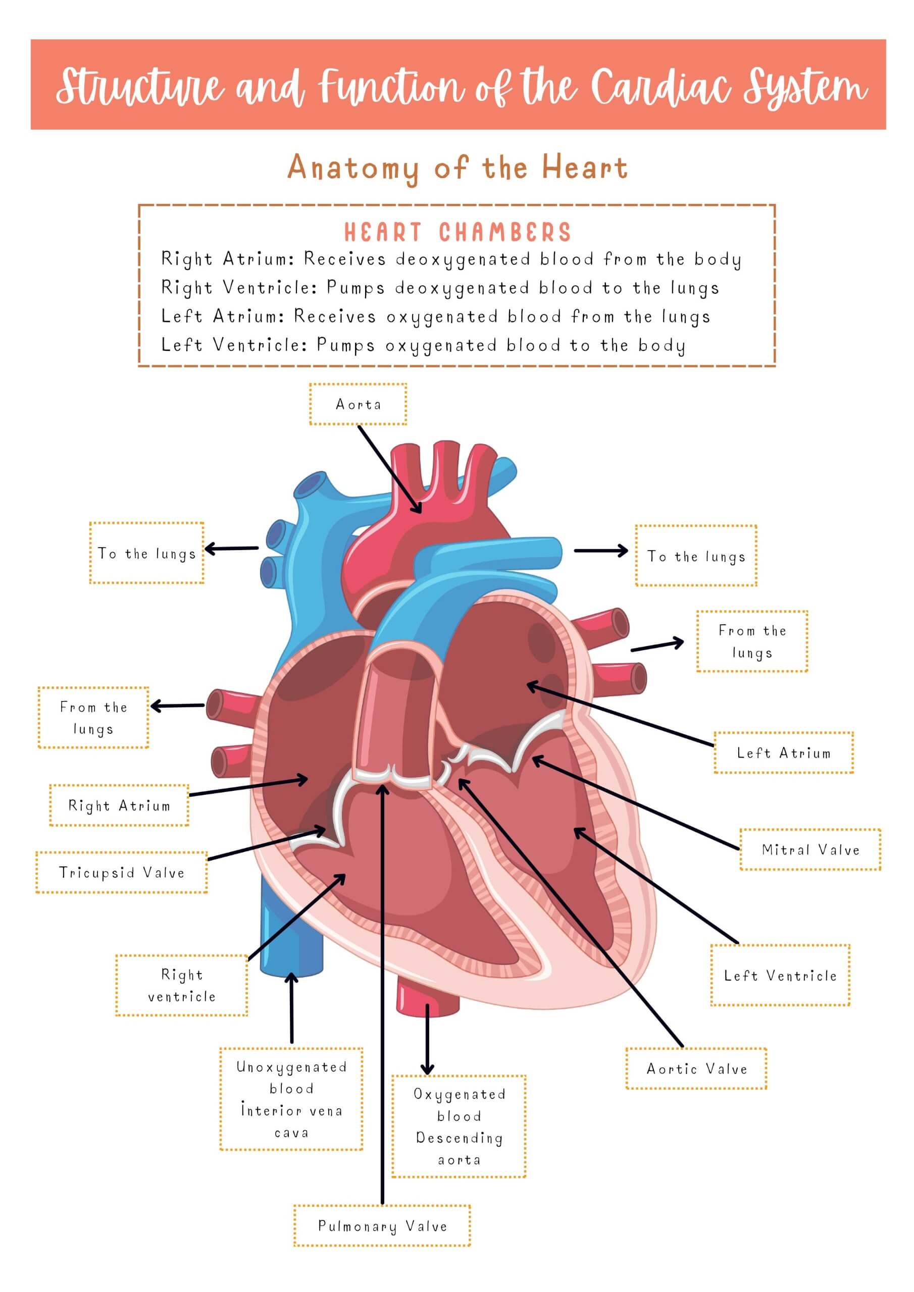 Cardiac System - Image 3