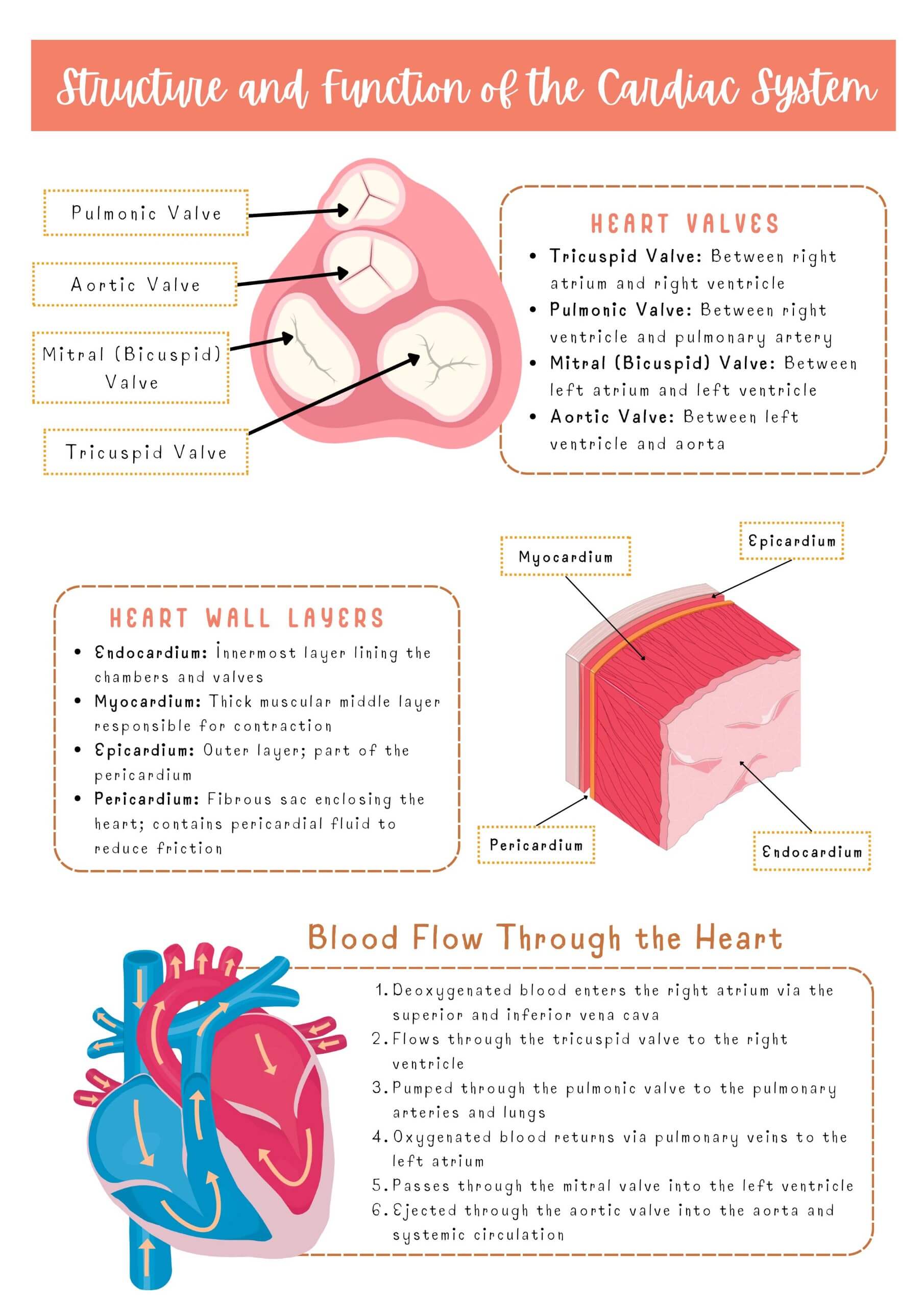 Cardiac System - Image 2