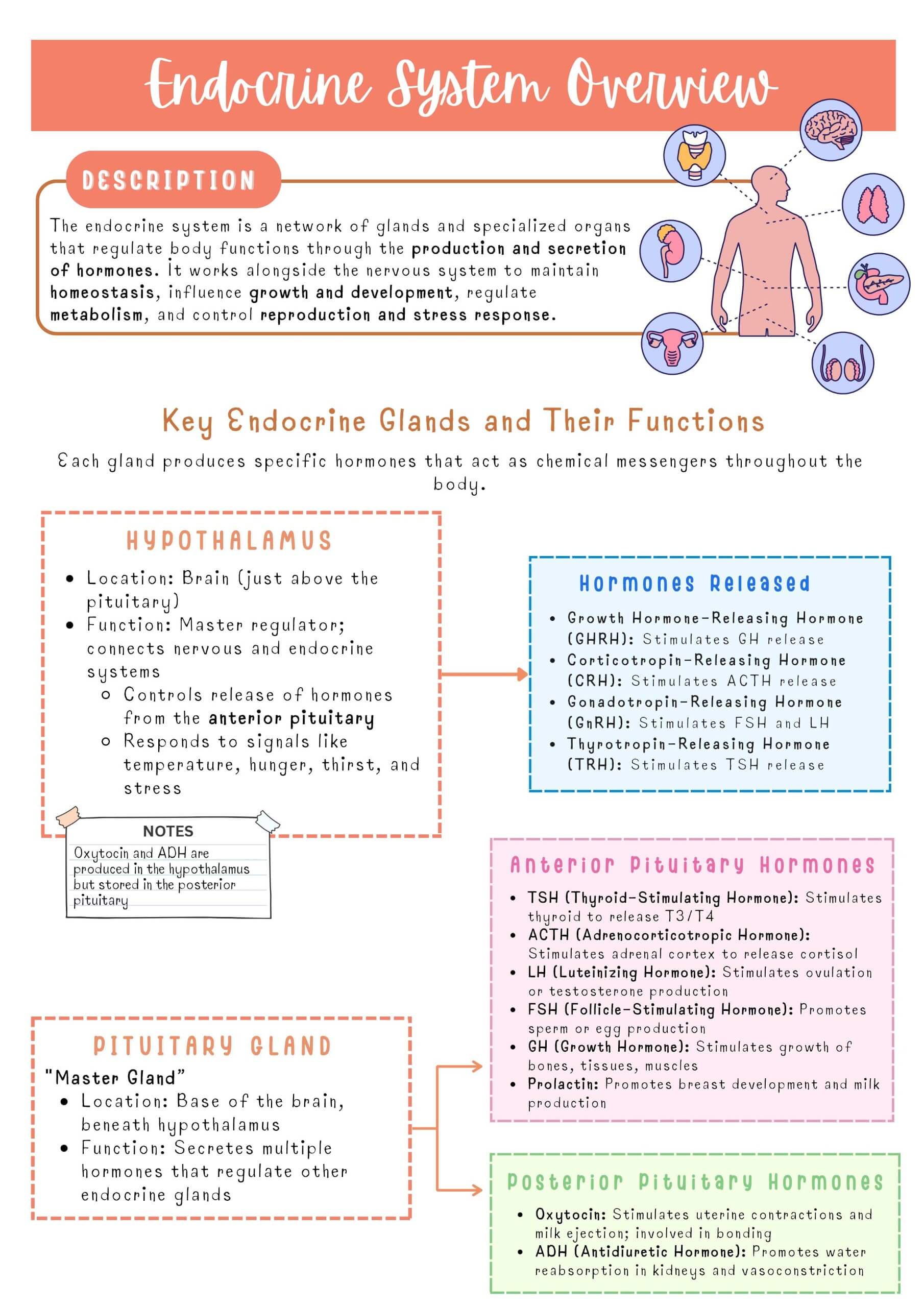 Endocrine System - Image 2