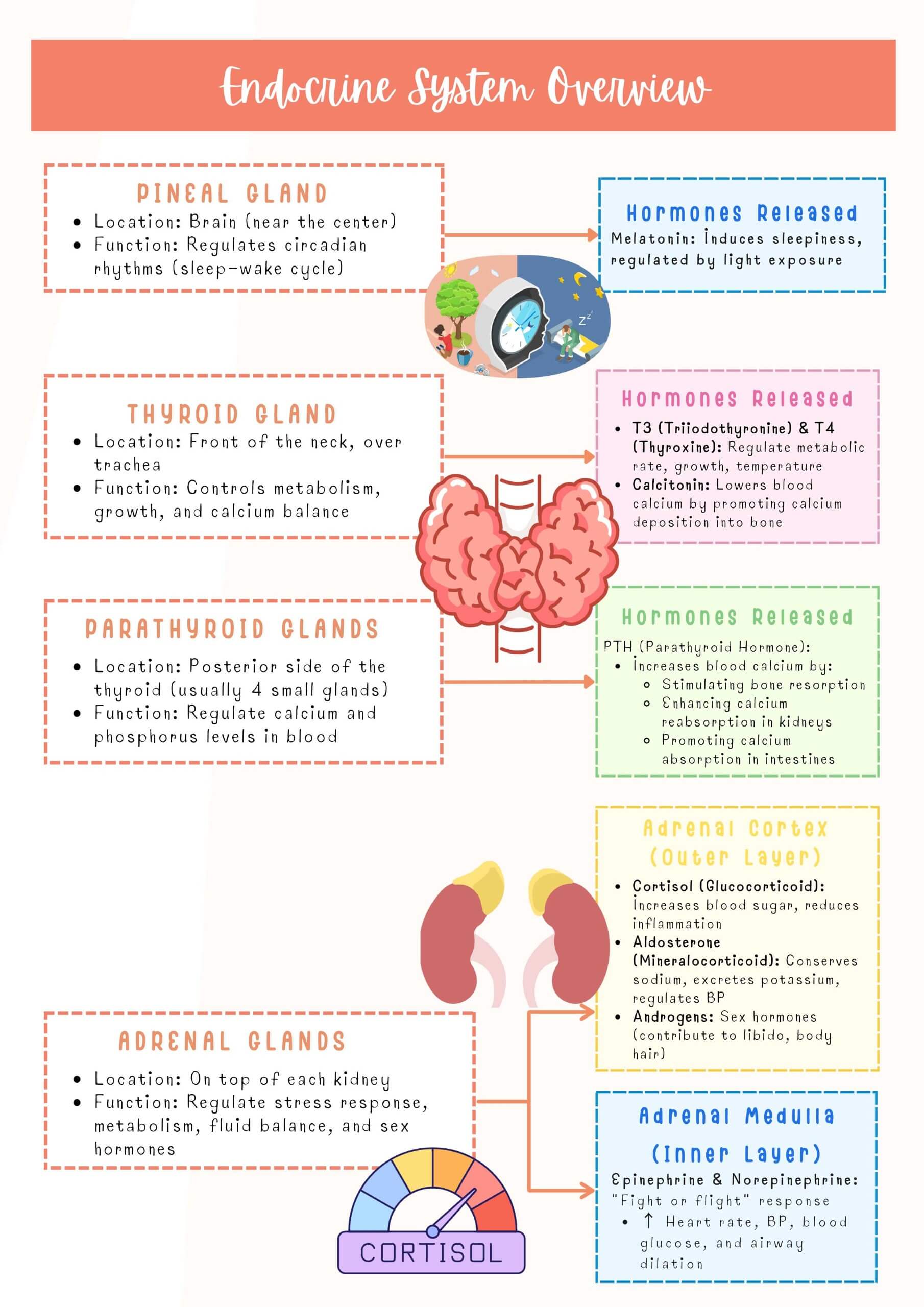 Endocrine System - Image 3