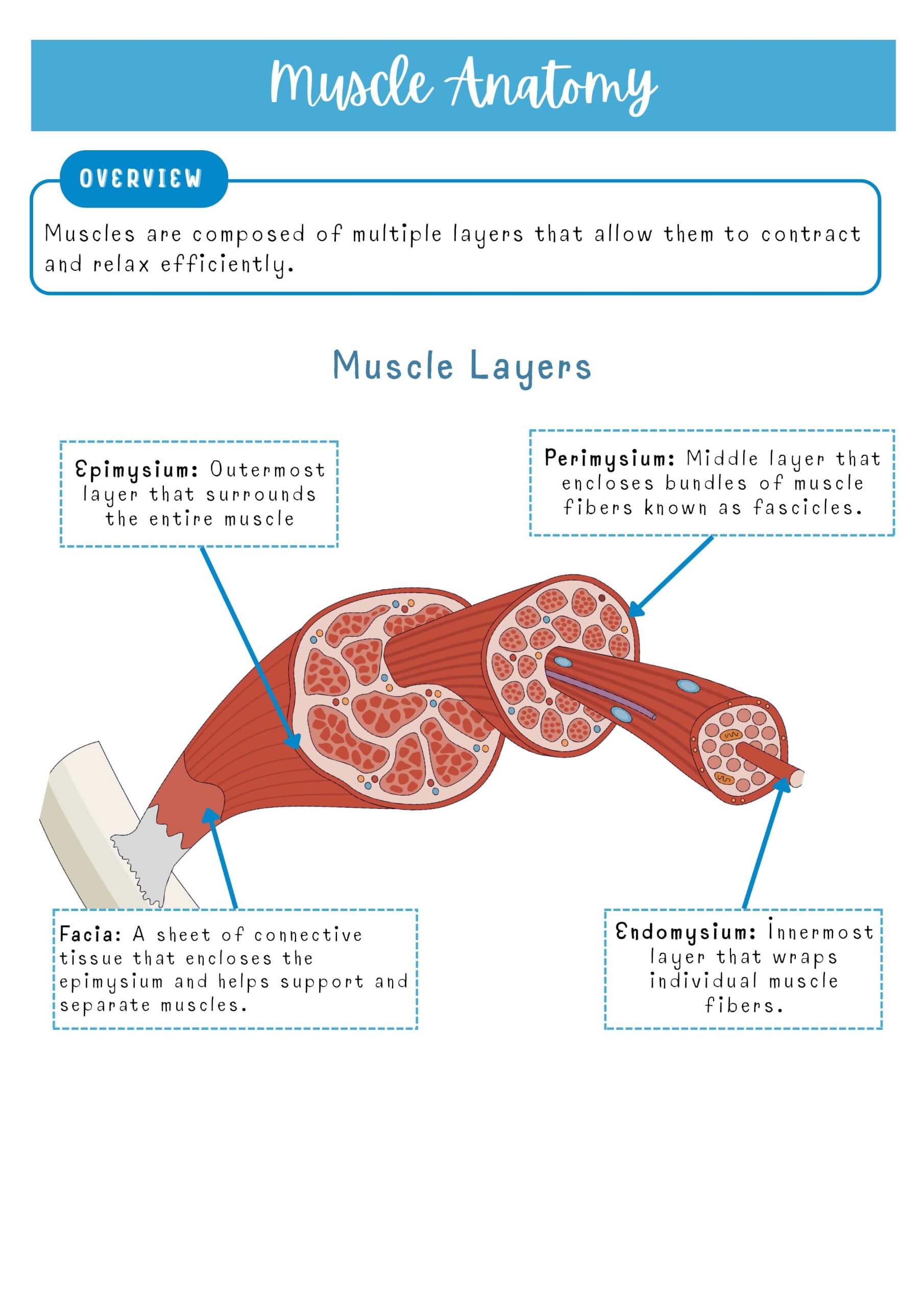 Medical–Surgical Systems Bundle - Image 24