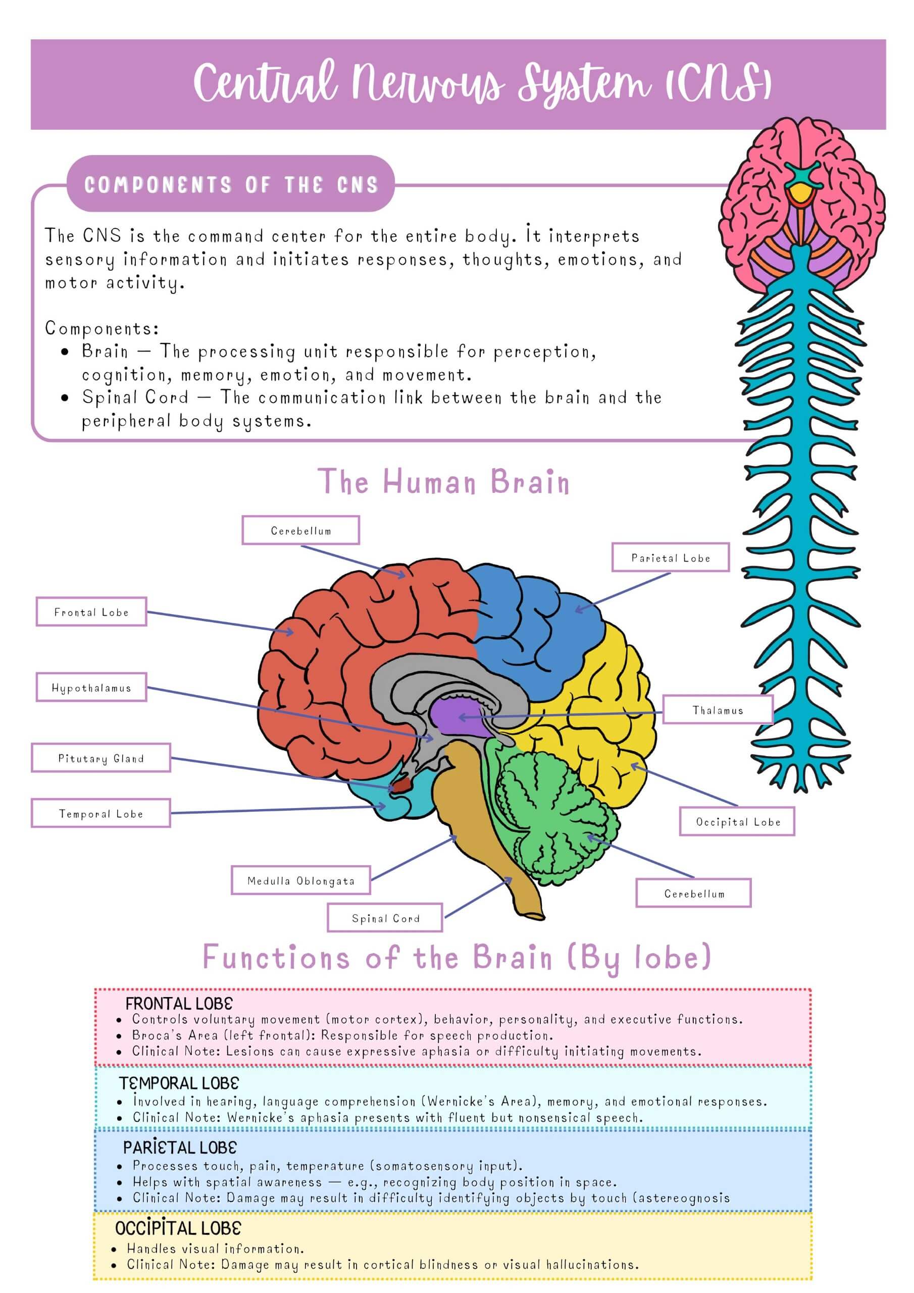 Medical–Surgical Systems Bundle - Image 28