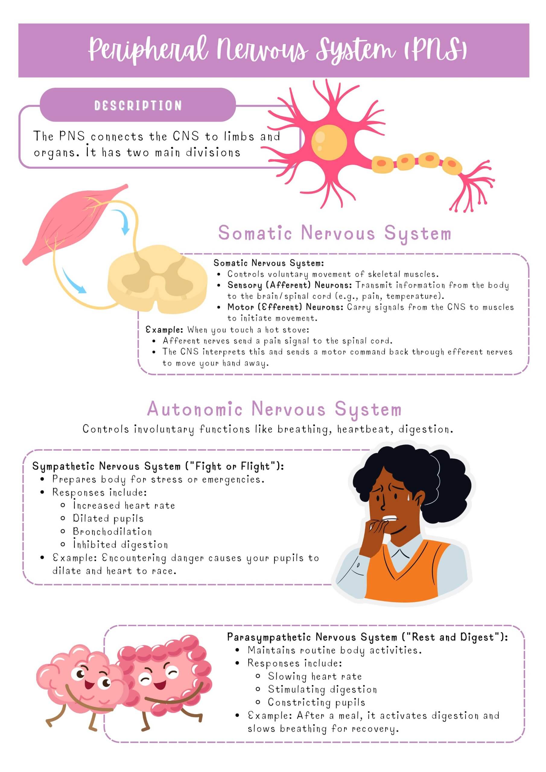Medical–Surgical Systems Bundle - Image 27