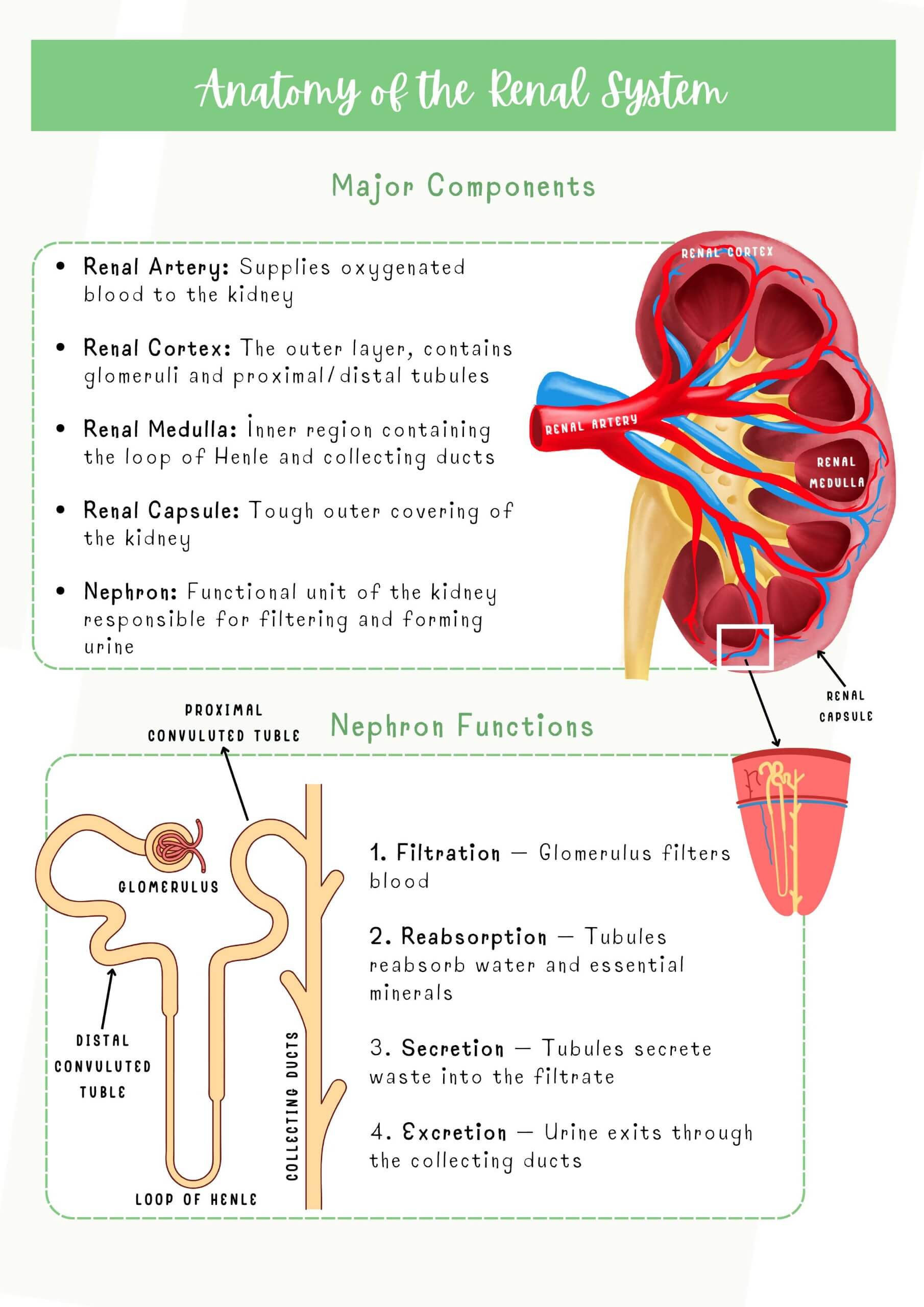 Renal & Urinary System - Image 2